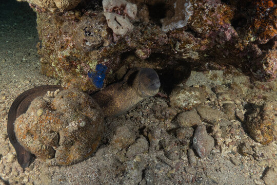 Moray eel Mooray lycodontis undulatus in the Red Sea, Eilat Israel

