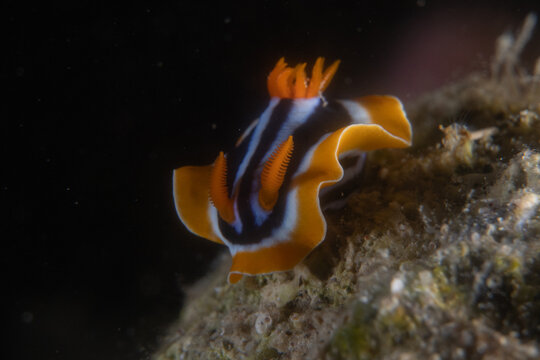 Nudibranch Sea Slug in the Red Sea, Colorful and beautiful, Eilat, Israel
