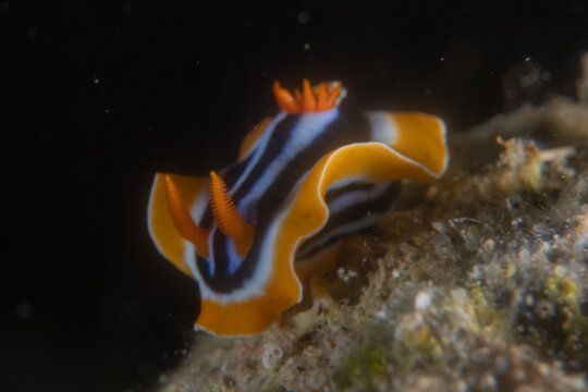 Nudibranch Sea Slug in the Red Sea, Colorful and beautiful, Eilat, Israel
