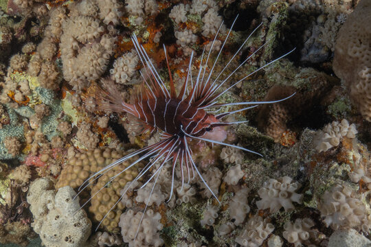 Lionfish (Pterois miles) in the Red Sea, colorful fish, Eilat, Israel
