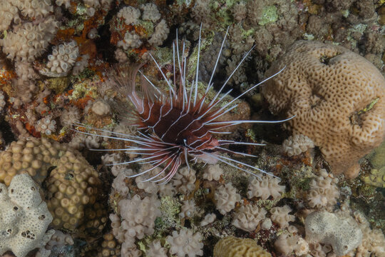 Lionfish (Pterois miles) in the Red Sea, colorful fish, Eilat, Israel
