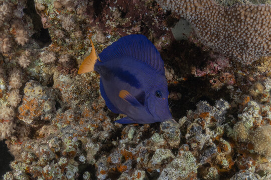 Fish swimming in the Red Sea, colorful fish, Eilat, Israel
