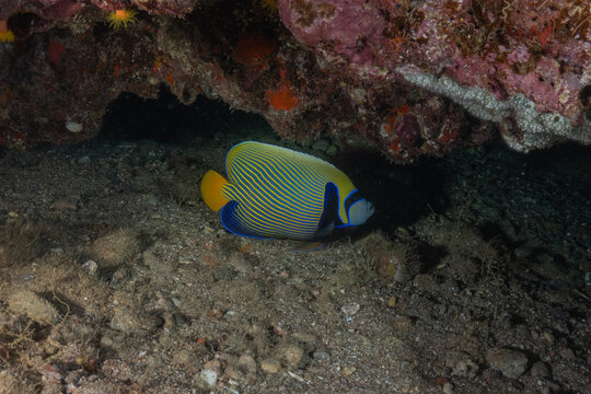 Fish swimming in the Red Sea, colorful fish, Eilat, Israel
