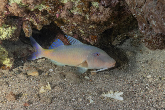 Fish swimming in the Red Sea, colorful fish, Eilat, Israel
