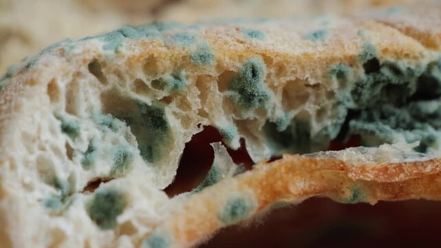 Close up of moldy bread torn open showing green and blue mold spots growing on the soft interior.