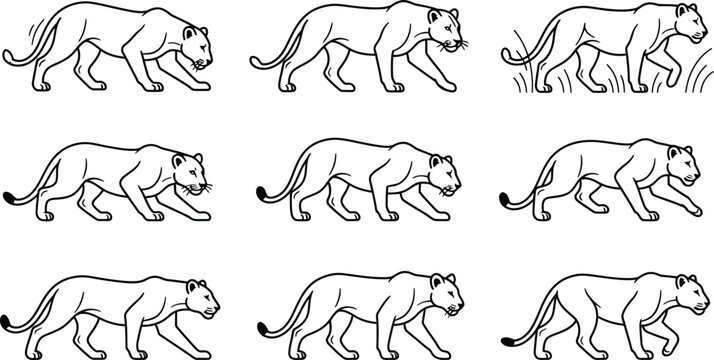 Lioness vector icons set featuring lion wild cat walking stalking prowling running poses sprite frame sequence thin line illustration