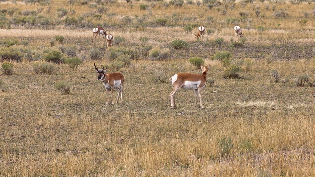 Pronghorns -colloquially called American antelopes- grazing in shrub-grassland area alongside US Hwy.89 S near the Wyoming border. Gardiner-MT-USA-004