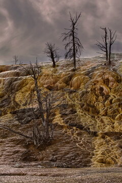 The Palette Spring runoff forms travertine shelves dyed in ochre-orange-white by thermophilic bacteria, Mammoth Hot Springs. Yellowstone NP-WY-USA-007