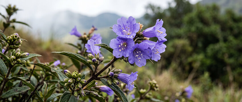 Neelakurinji Strobilanthes Kunthiana Flower Cluster with Buds and Leaves, Purple Blue Botanical Wildflower