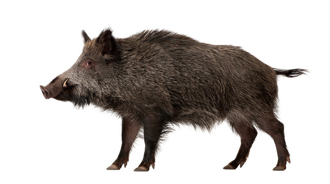 Large adult wild boar with thick brown fur and sharp tusks standing in profile