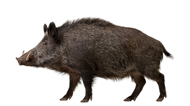 Large wild boar with dark brown fur and sharp tusks standing in profile
