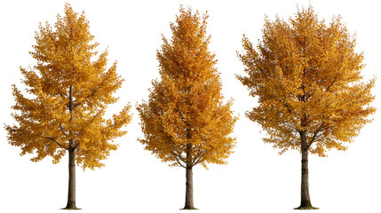 Three deciduous trees with vibrant golden yellow autumn foliage © Lysander