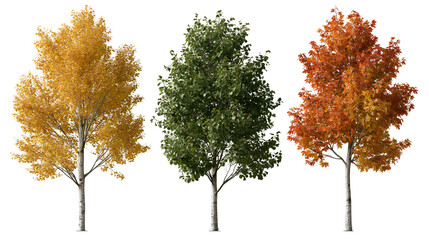 Three deciduous trees with yellow green and orange autumn foliage © Lysander