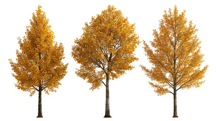 Three deciduous trees with vibrant golden yellow autumn foliage © Lysander