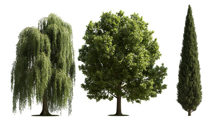 Weeping willow deciduous oak, and tall slender cypress trees © Lysander