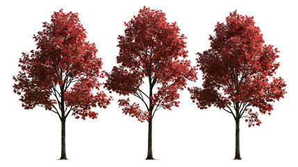 Three vibrant red maple trees with dense foliage and textured brown trunks © Lysander