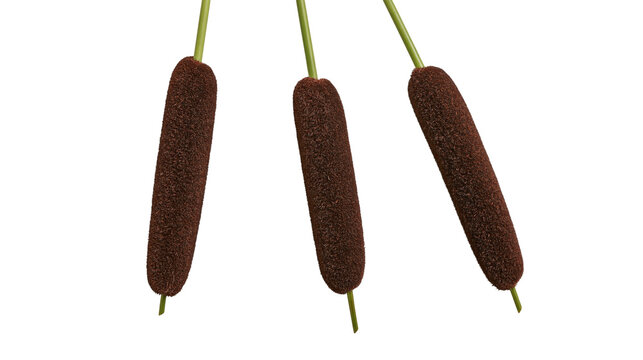Three brown cylindrical cattail flower heads on green stalks