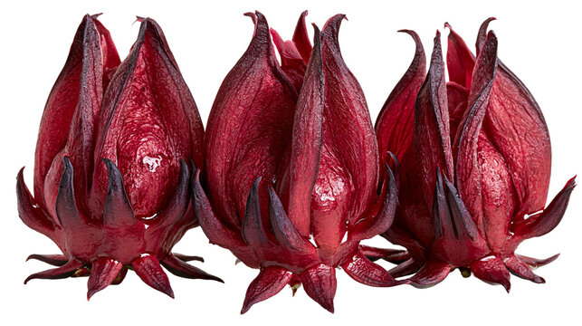 Three fresh deep red hibiscus sabdariffa calyces with pointed sepals