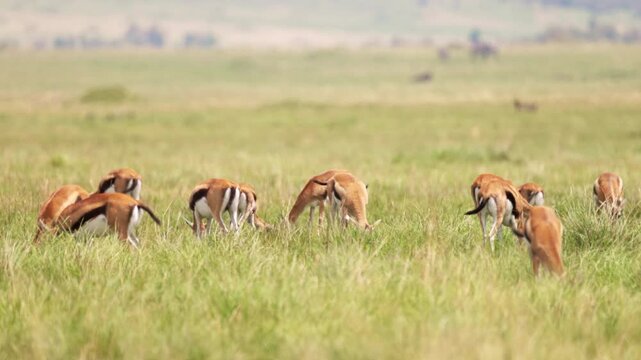 A group of impalas grazing in the grasslands of Maasai Mara, Kenya. African antelopes in their natural savanna habitat, photographed during a wildlife safari.