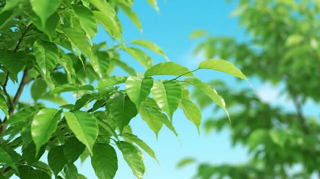 Fresh green leaves swaying in natural outdoor breeze with sunlight filtering through