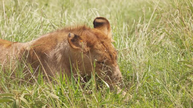 Lion resting and partially hidden in tall grass in Maasai Mara, Kenya. African big cat photographed in its natural savanna habitat during a wildlife safari.
