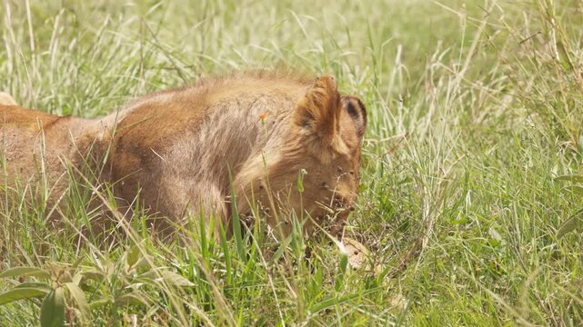 Lion resting and partially hidden in tall grass in Maasai Mara, Kenya. African big cat photographed in its natural savanna habitat during a wildlife safari.