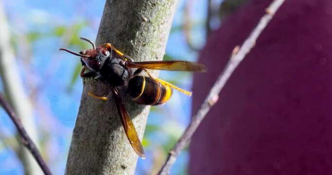 Macro video of two Asian hornets mating on a tree branch in daylight.