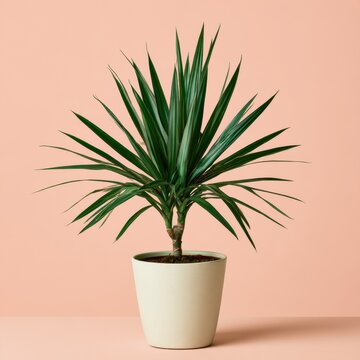 Tropical Dracaena Plant in Ceramic Pot Against Pastel Pink Background