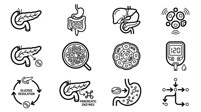 Pancreas line icon set and human anatomy symbols showing glucose regulation, pancreatic enzyme production and blood sugar testing, concept for medical education and endocrinology healthcare