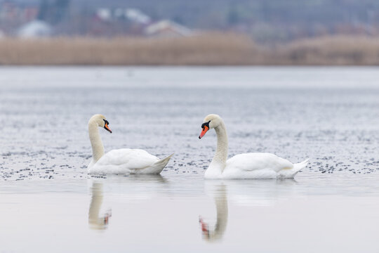 Pair of mute swans swimming on calm water with reflections in winter wetland
