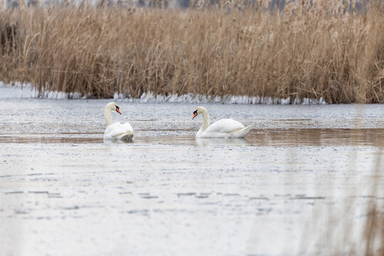 Pair of mute swans swimming on calm water in winter wetland