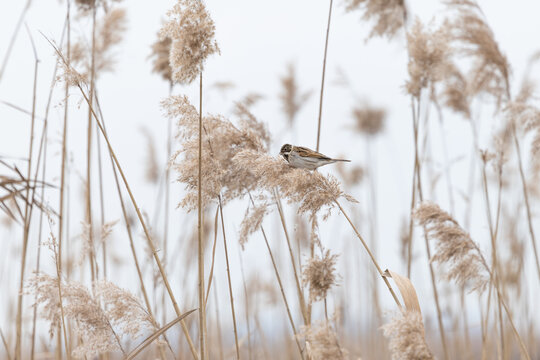 Reed bunting perched among dry reeds in winter wetland habitat