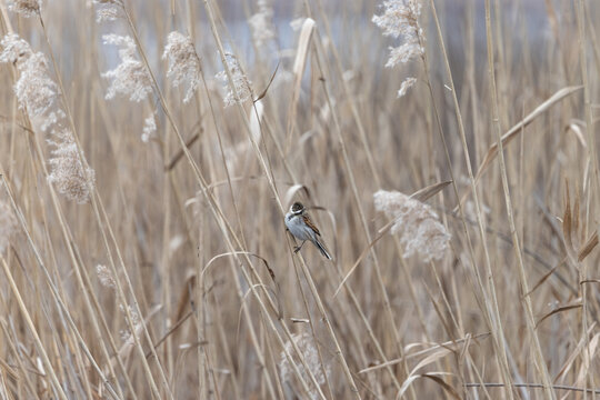 Reed bunting perched among dry reeds in winter wetland habitat