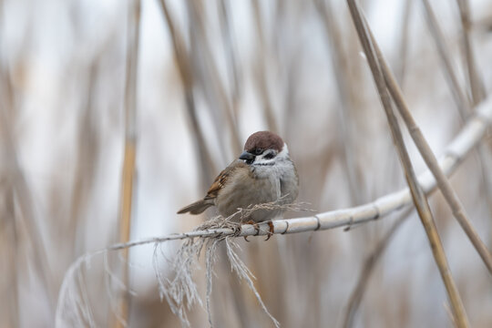 Eurasian tree sparrow perched on dry reed in winter wetland