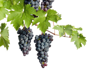 Cluster of ripe purple grapes with vibrant green vine leaves © Ahmed