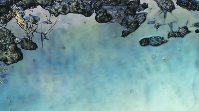 Real time rapid crystal growth under polarized light microscopy showing vibrant birefringent needles emerging from dark amorphous mass with cinematic soft focus effect