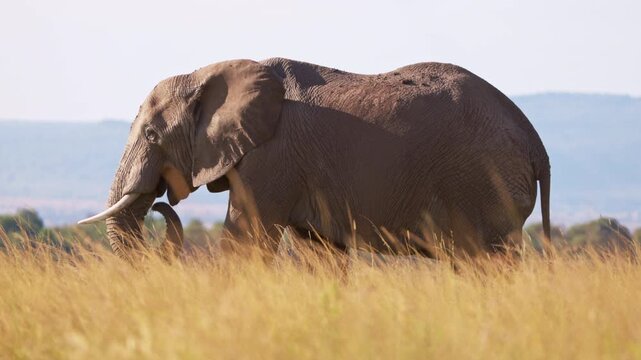 African elephant walking through the grasslands of Maasai Mara, Kenya, with mountains in the background. Wildlife safari scene in natural African savanna habitat.