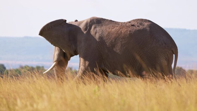 African elephant walking through the grasslands of Maasai Mara, Kenya, with mountains in the background. Wildlife safari scene in natural African savanna habitat.