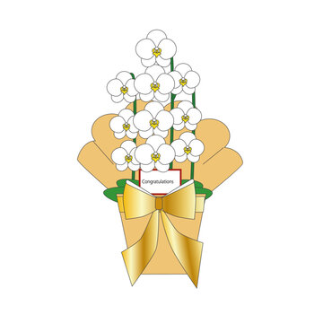 お祝い用の白い胡蝶蘭の花の鉢植え