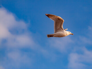 Single seagull in profile flight against a clear blue sky with soft white clouds © Mark
