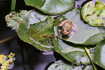 A close-up, three-quarter angle view of a vibrant green frog resting on a lily pad, positioned on the right side of the frame. © Peter
