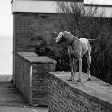 Black and white photo of an alert Weimaraner-type dog standing on a textured brick wall