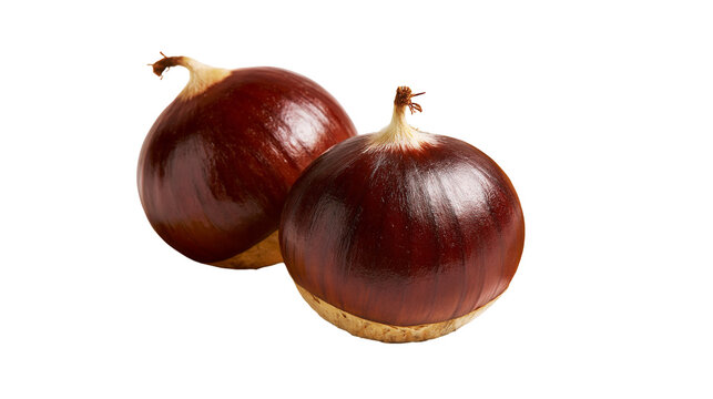 Two fresh raw whole chestnuts with shiny brown shells and light beige bases
