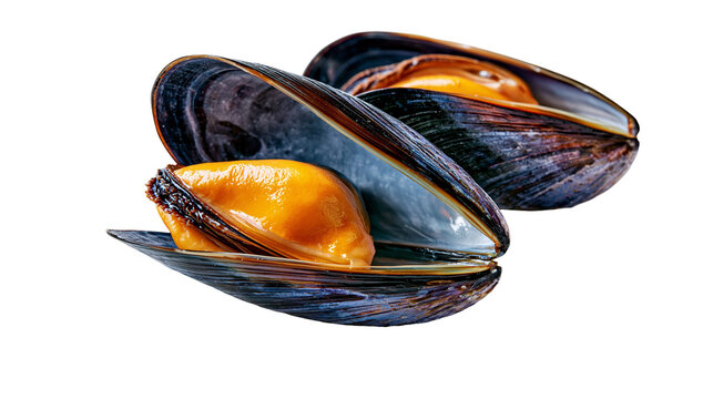 Fresh raw open blue mussels with orange meat and dark shiny shells