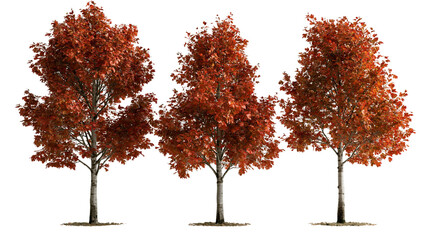 Three deciduous trees with vibrant red autumn foliage and textured grey trunks © Ari