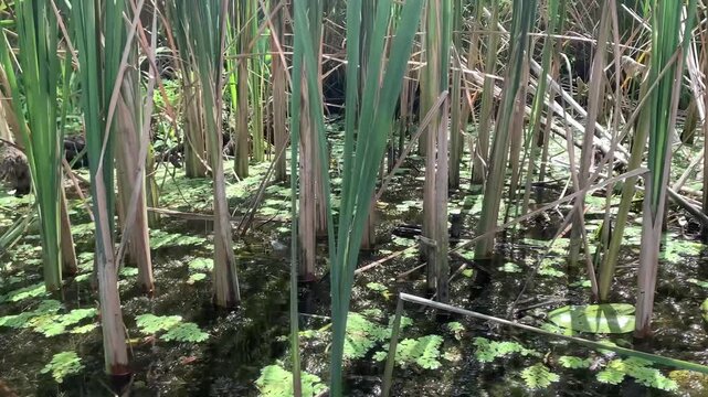 Close up view of tall green cattails growing in a calm swampy wetland during the summer day