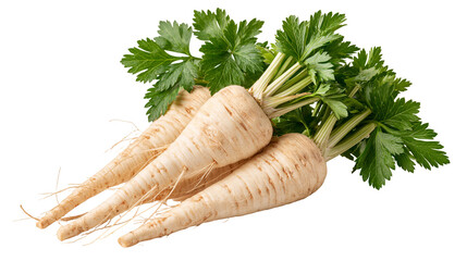 Fresh raw parsnip roots with green leafy tops © Ari