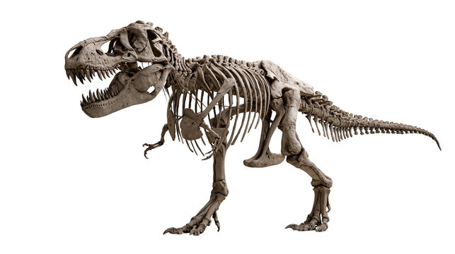 Complete Tyrannosaurus Rex dinosaur skeleton fossil with sharp teeth and tail