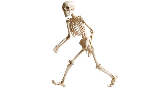 Human anatomical skeleton model in a dynamic walking pose
