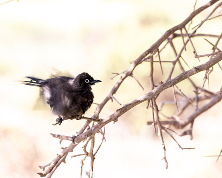 Cape bulbul (Kapb), South Africa
